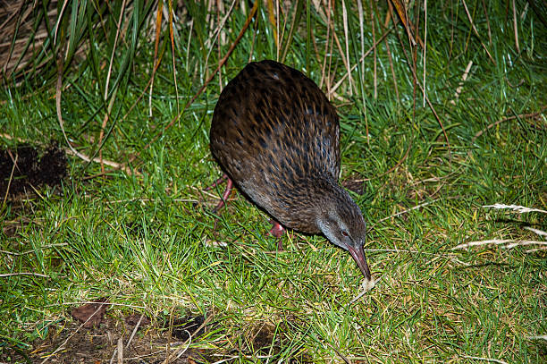 istock New Zealand Weka feeding at night 176508420