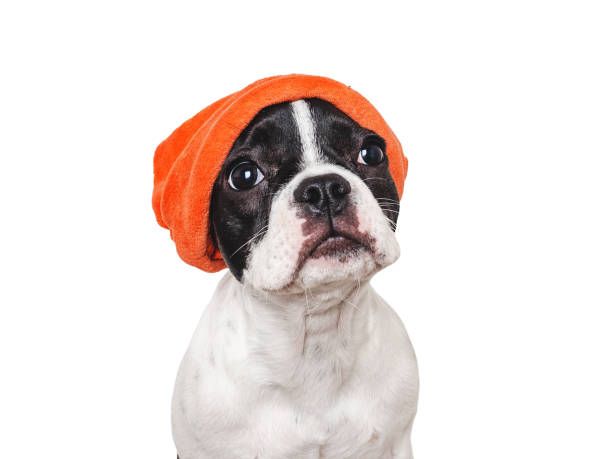 istock Cute puppy and a red knitted hat 1765084888