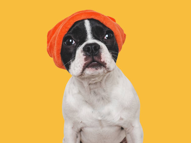 istock Cute puppy and a red knitted hat 1765086018