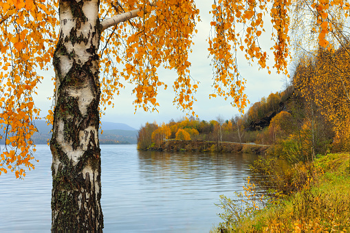 Autumn background with beautiful birch tree by the lake coast in Norway. Autumn yellow forest in background