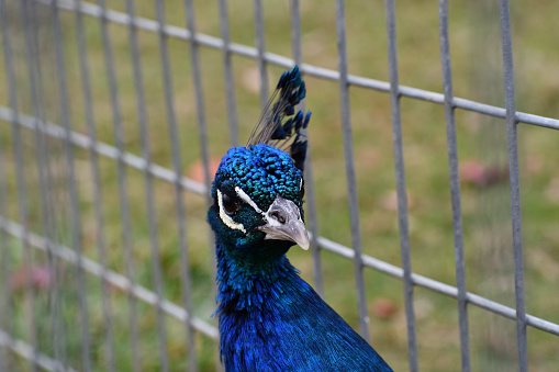 A peacock on an Amish Farm