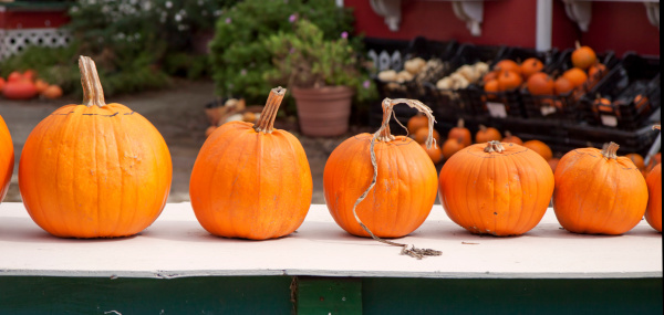 Stand with five different size pumpkins at pumpkin farm