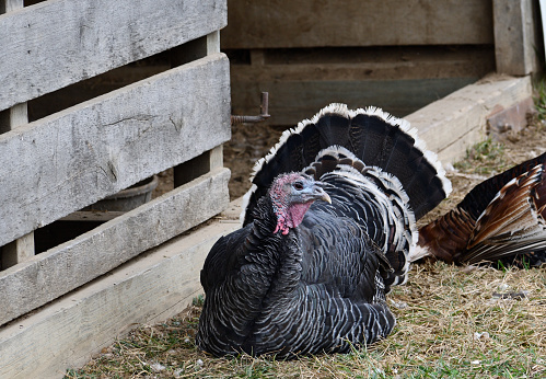 A turkey in an enclosure on an Amish farm