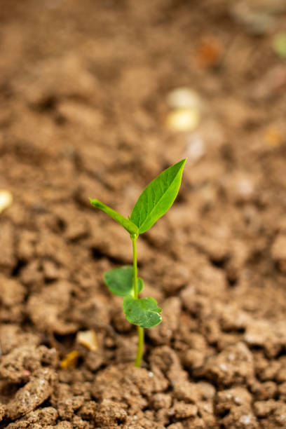 istock selective focus of plant on a rough and dry soil. 1765097429