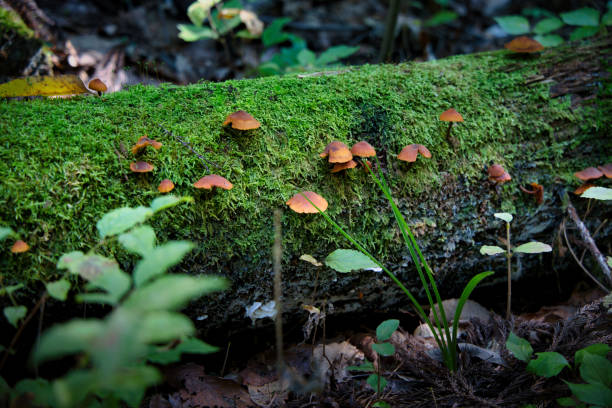 Mushrooms growing on a fallen tree with moss in the forest