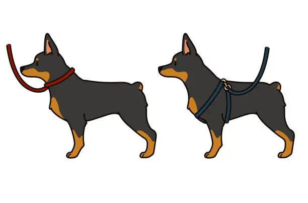 Vector illustration of Simple and cute hand drawn Doberman Pinscher dog with leash and harness