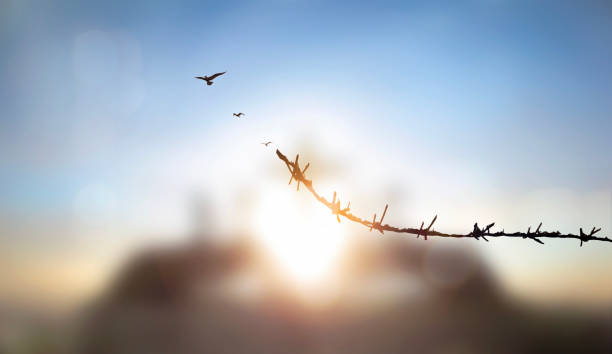 istock Bird flying and barbed wire at morning sunrise background 1765104471