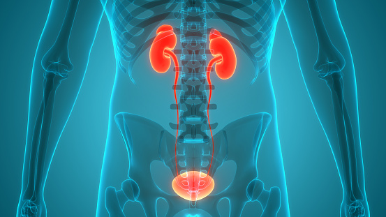 3D Illustration Concept of Human Urinary System Kidneys with Bladder Anatomy