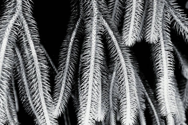 istock Close up Pattern and Textured green pine needles and rim light with black background in black and white style. Plant and Nature concept 1765106128