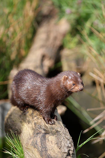 istock American mink, Mustela vison 176511127