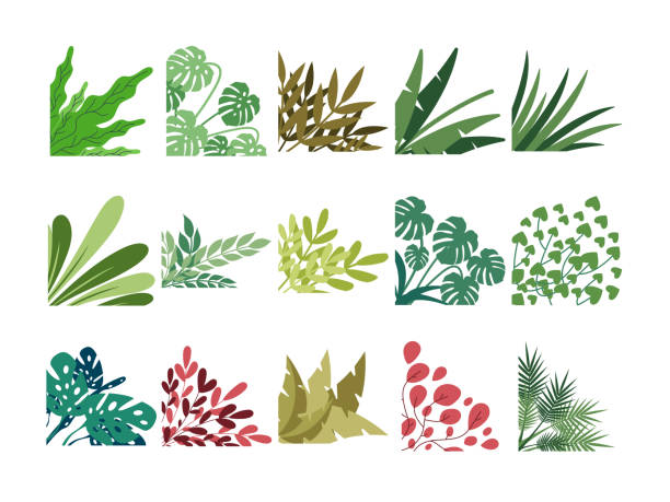 illustrations, cliparts, dessins animés et icônes de collection de bordure d’angle de feuilles tropicales fraîches - vector food branch twig