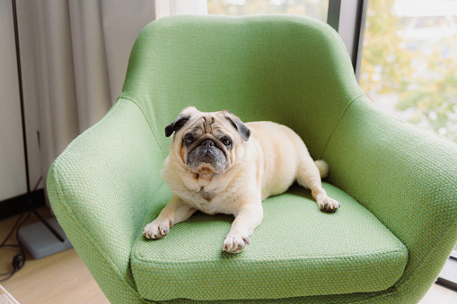 Cute pug chilling on the modern green coach with window view in bright hotel room