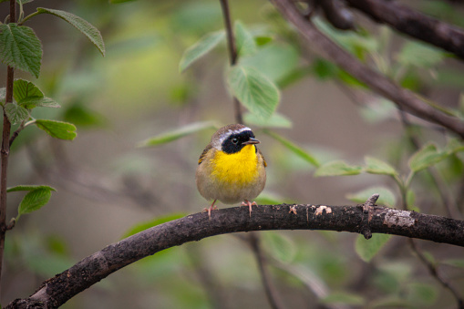A common Yellowthroat male on a branch in the Laurentian forest, in spring.