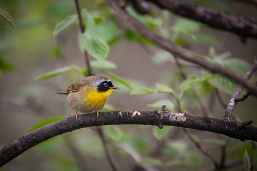 A common Yellowthroat male on a branch in the Laurentian forest, in spring.