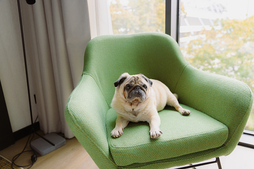 Cute pug chilling on the modern green coach with window view in bright hotel room