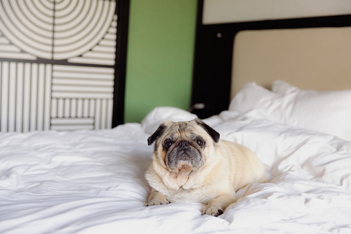 Cute pug relaxing on the king size white bed in the hotel room with modern interior