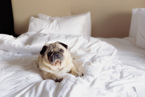 Cute pug relaxing on the king size white bed in the hotel room with modern interior