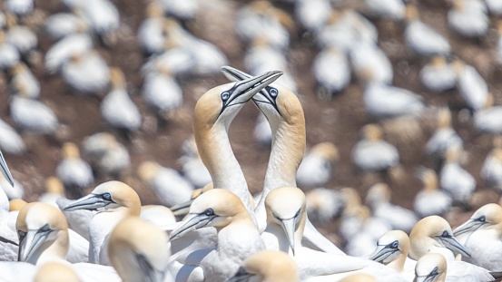 Two gannets in their courtship on Bonaventure Island in Gaspésie National Park in Quebec. A huge colony of nesting birds.