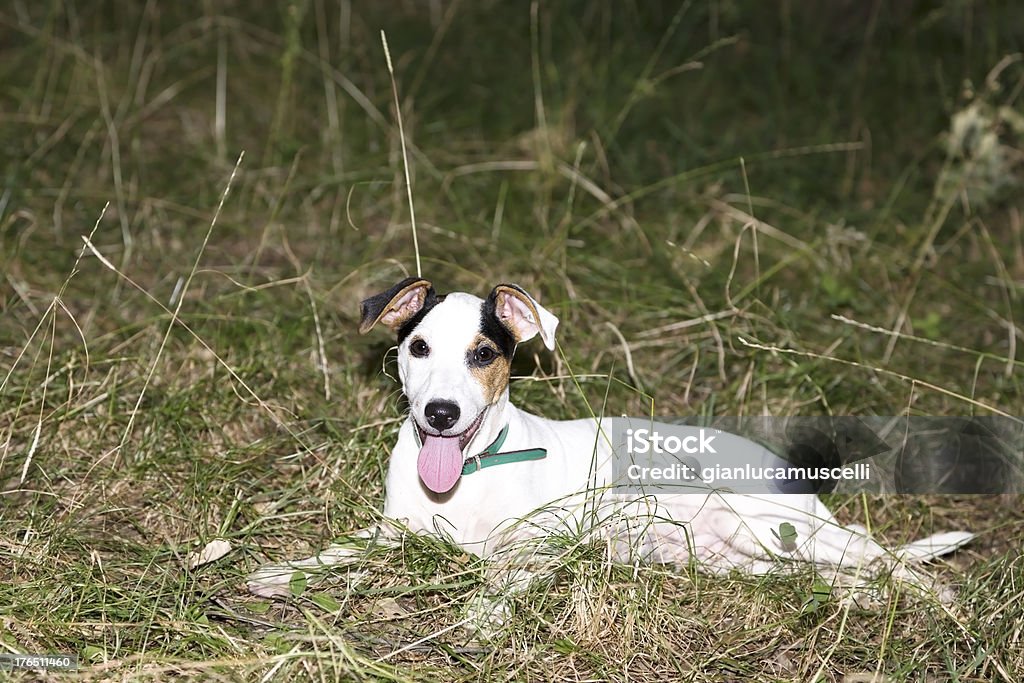 Jack Russel cachorrinho - Foto de stock de Animal royalty-free