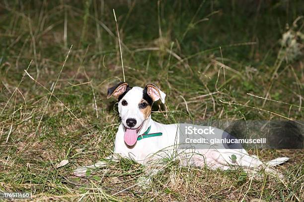 Foto de Jack Russel Cachorrinho e mais fotos de stock de Animal - Animal, Animal de estimação, Branco