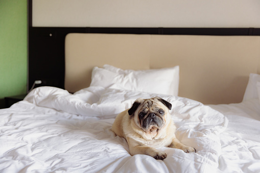 Cute pug relaxing on the king size white bed in the hotel room with modern interior