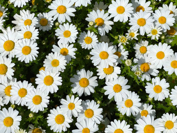 istock Chamomiles top view, floral background 1765118679