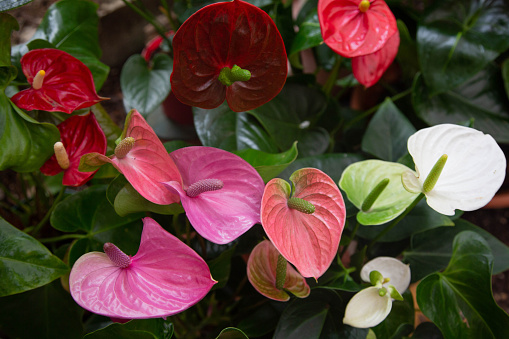 Close-up of the flower Anthurium Pandola pink shade and other colors are against the background of leaves.
