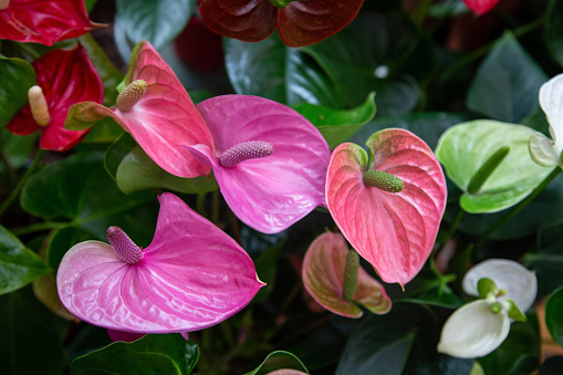 Close-up of the flower Anthurium Pandola pink shade and other colors are against the background of leaves.