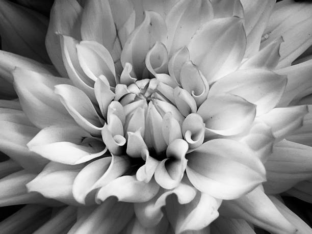istock Close up of a flower and soft petals 1765123582