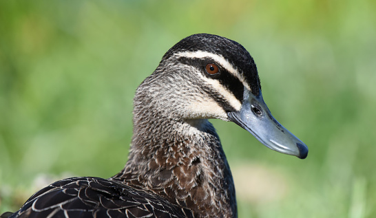 This is a mottled brown dabbling duck with distinctive striped head pattern. The purple/green metallic panel on wings and slightly domed head are characteristic. This species is common throughout its range, often found on or beside ponds, wetlands, and rivers.