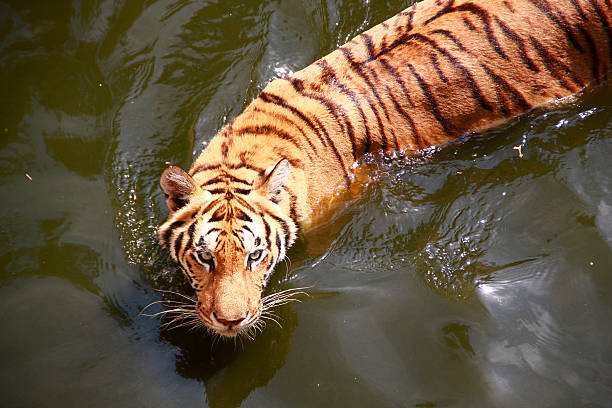 swimming tiger stock photo