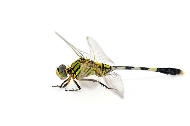 istock Green Tiger Skimmeri dragonfly 176513612