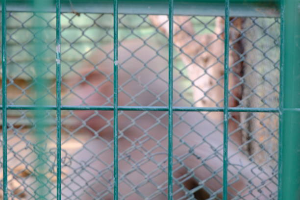 Various animals behind bars in Konya Karatay Zoo