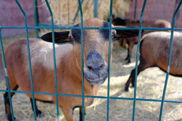 istock Goat photo from behind bars 1765139501