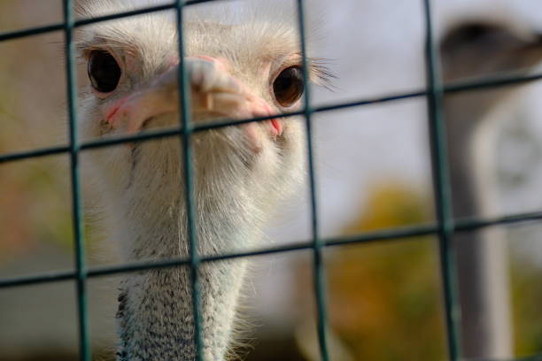 Various animals behind bars in Konya Karatay Zoo