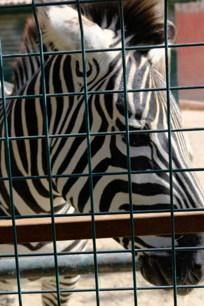 istock Photo of an zebra behind bars 1765140037