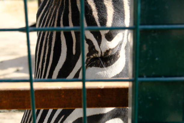 istock Photo of an zebra behind bars 1765140038
