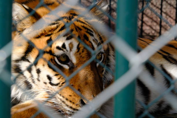 istock Photo of tiger behind bars 1765141076