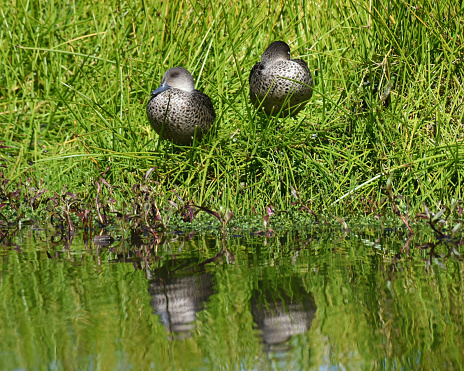 The grey teal (Anas gracilis) is a dabbling duck found in open wetlands in Australia and New Zealand. It can be identified due to the presence of a crimson coloured iris in its eyes.