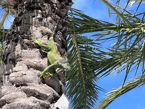 South Florida Iguana climbing down a Palm Tree.