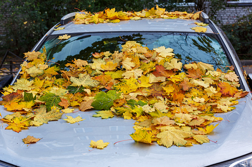Fallen leaves lie on the hood and windshield of a car. Autumn mood.