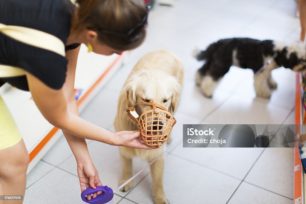 Cute Golden retriever with muzzle in pet store Cute Golden retriever with muzzle in a pet store...Tibetan Terrier in a back Restraint Muzzle Stock Photo