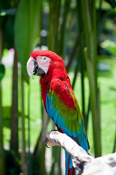 istock parrot cockatoo sitting on branch 176517615