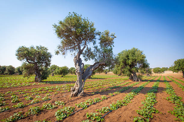 ancient olive trees on a cultivated field in the Italian countryside