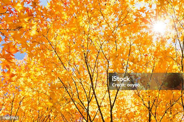 Glitzernde Herbstlaub Stockfoto und mehr Bilder von Herbst - Herbst, Ast - Pflanzenbestandteil, Baum