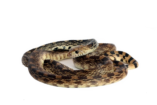 A young bull snake coiled happily in front of a white background