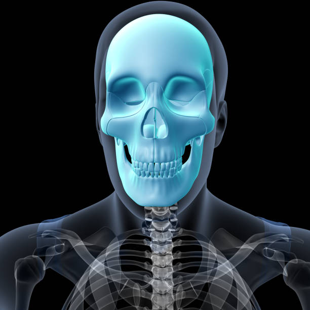 istock 3d illustration human skeleton anatomy skull bones 1765182591