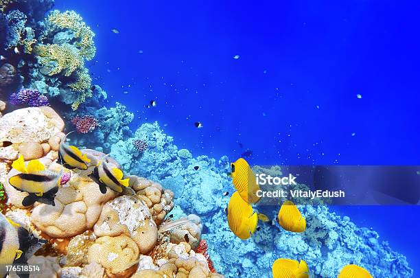 산호색 및 고기잡이 레드 바다빛 이집트 남아프리카 군체에 대한 스톡 사진 및 기타 이미지 - 군체, 깊은, 다양