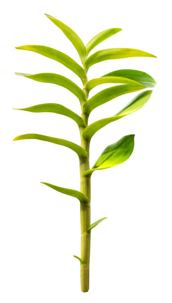 istock Orchid green leaf isolated on white background with clipping path 1765196269