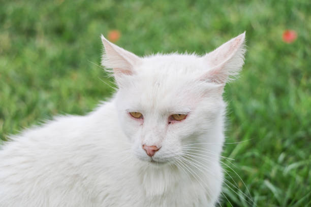 istock portrait close-up cat photo background 1765197940